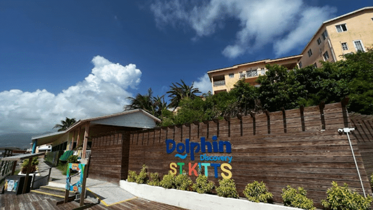Discover the Magic of Swimming with Dolphins in Saint Kitts