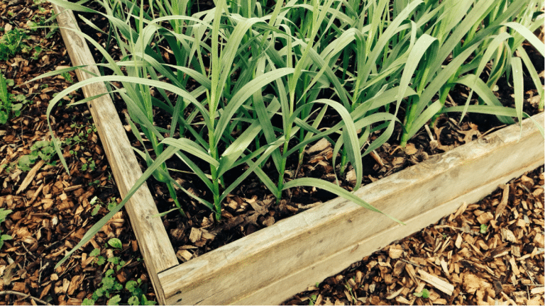 Grow Your Greens: Ultimate Home Gardening Tips for Singaporean Gardens Grow Your Greens Ultimate Home Gardening Tips for Singaporean Gardens