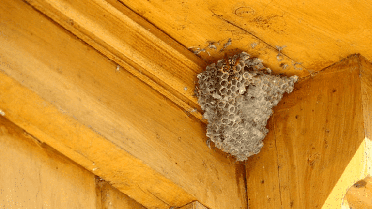 7 Expert Steps to Keep Your Home Pest-Free This Summer 7 Expert Steps to Keep Your Home Pest-Free This Summer (1)